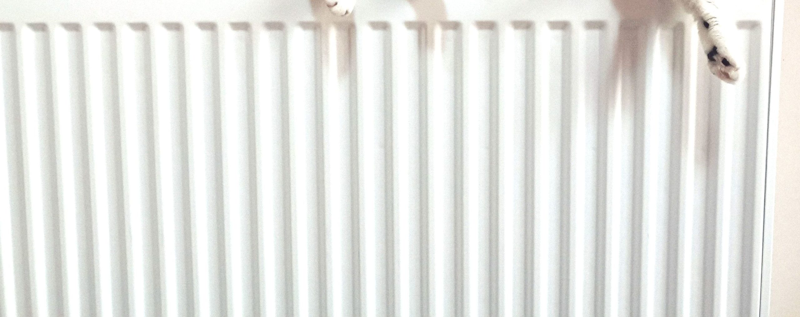 Cat Laying on Radiator